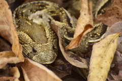 Bitis arietans arietans