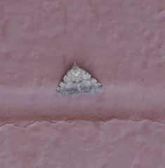 Digrammia colorata