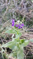 Anchusa officinalis