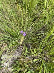 Triodanis perfoliata