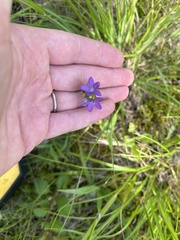 Triodanis perfoliata