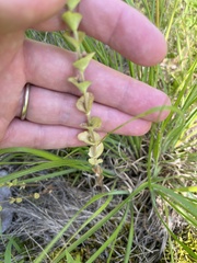 Triodanis perfoliata
