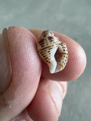 Columbella mercatoria