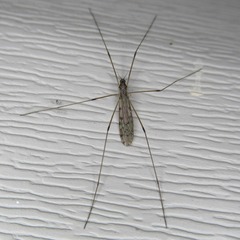 Limoniidae