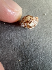 Columbella mercatoria