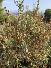 Salsola oppositifolia