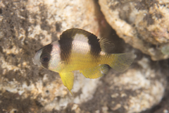 Amblypomacentrus breviceps