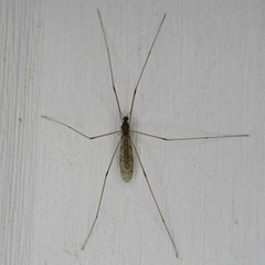 Limoniidae