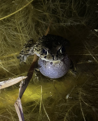 Sclerophrys capensis