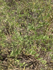 Indigofera suffruticosa
