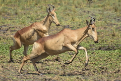 Alcelaphus buselaphus lichtensteinii