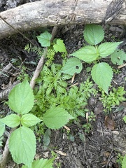 Boehmeria cylindrica