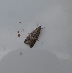 Loxostege allectalis