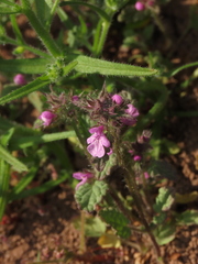 Stachys truncata