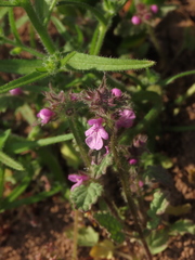 Stachys truncata