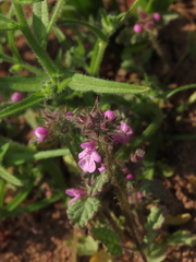 Stachys truncata