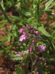 Stachys truncata