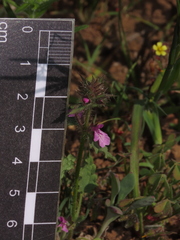 Stachys truncata