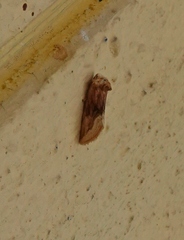 Angulostiria chryseochilus