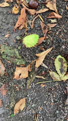 Aesculus hippocastanum