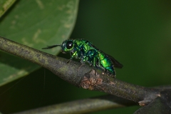 Chrysidini