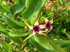 Strophanthus amboensis