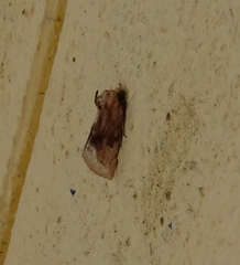 Angulostiria chryseochilus