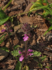Stachys truncata
