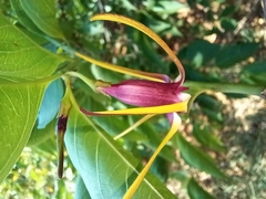 Strophanthus amboensis