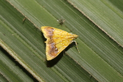 Symphysa amoenalis