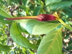 Strophanthus amboensis