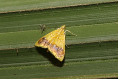 Symphysa amoenalis