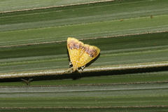 Symphysa amoenalis