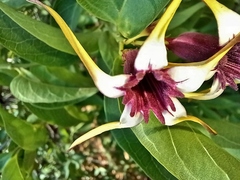 Strophanthus amboensis