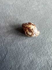 Columbella mercatoria