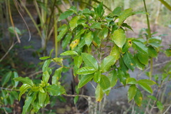 Elaeodendron orientale
