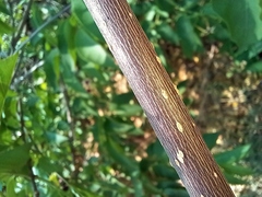 Strophanthus amboensis