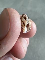 Columbella mercatoria