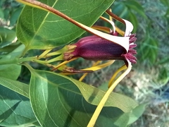 Strophanthus amboensis