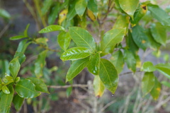 Elaeodendron orientale