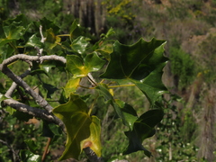 Vasconcellea chilensis