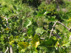 Vasconcellea chilensis