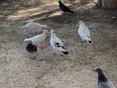 Columba livia domestica