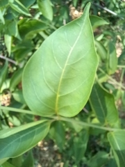 Strophanthus amboensis