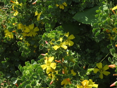 Oxalis virgosa