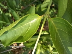 Strophanthus amboensis