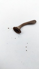 Craterellus cornucopioides