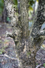 Elaeodendron orientale