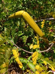 Strophanthus amboensis