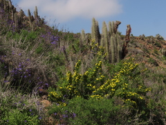 Oxalis virgosa